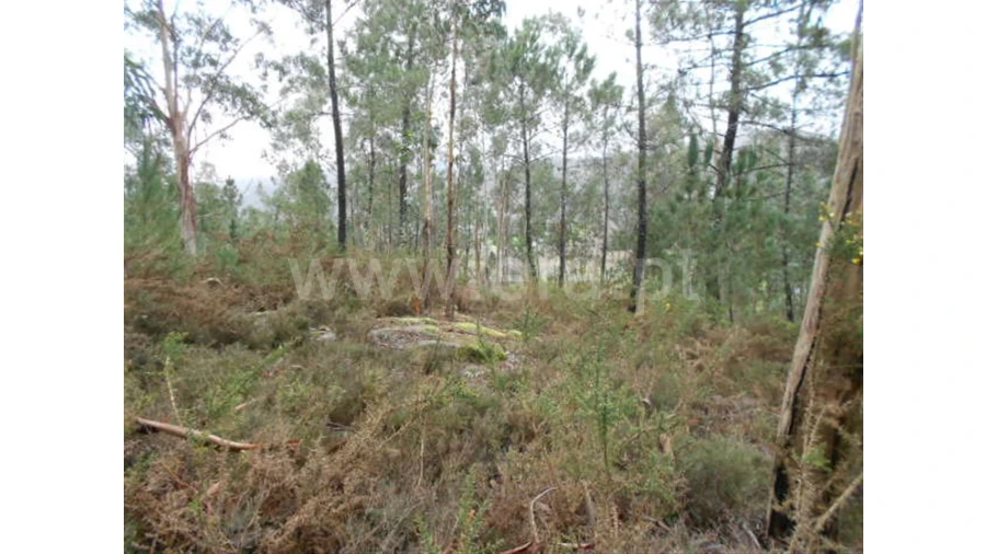 Terreno para Venda em Anissó Foto 5