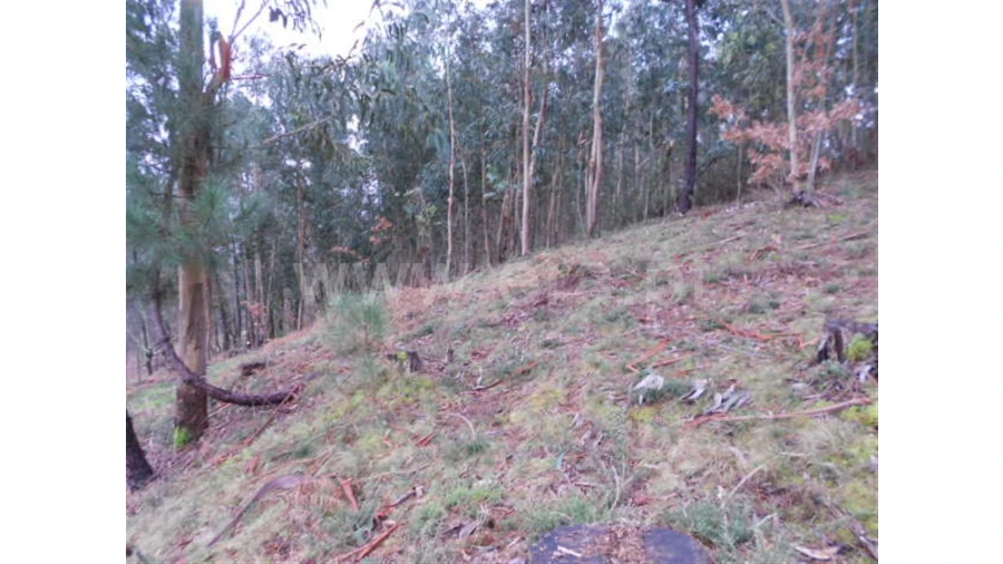 Terreno para Venda em Anissó Foto 6