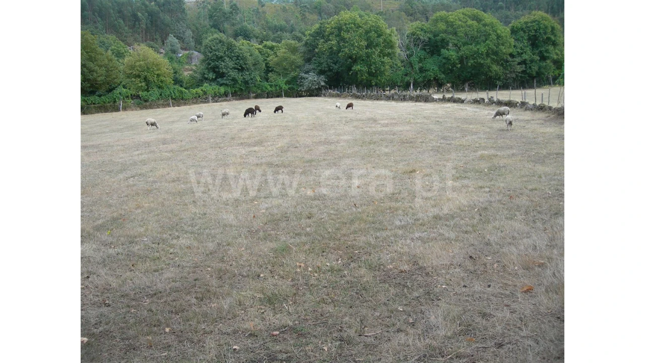 Terreno para Venda em Parada Velha Foto 1