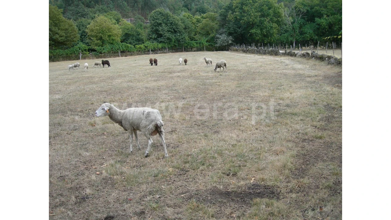 Terreno para Venda em Parada Velha Foto 6