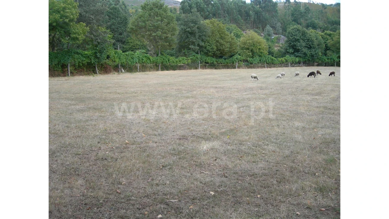 Terreno para Venda em Parada Velha Foto 5
