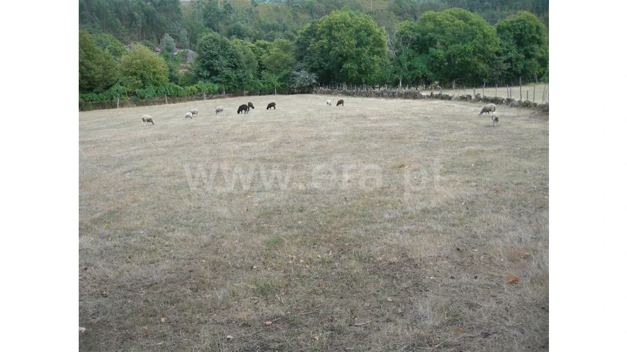 Terreno para Venda em Parada Velha Foto 1