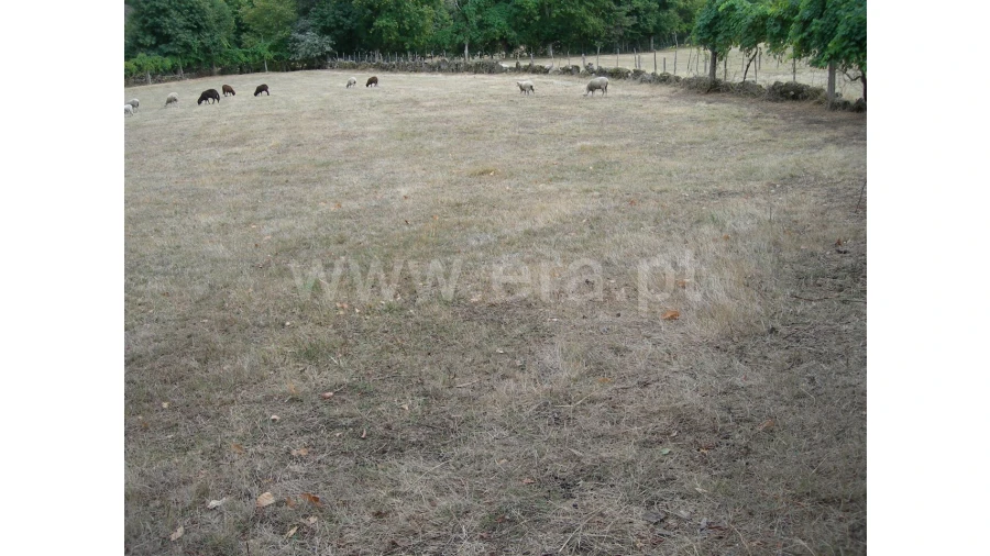 Terreno para Venda em Parada Velha Foto 2