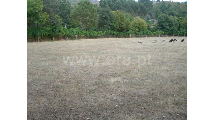 Terreno para Venda em Parada Velha Foto 5