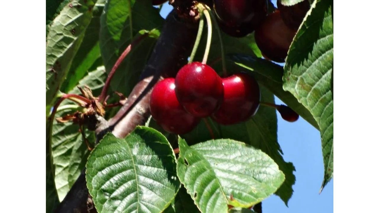 Moradia T3 para Venda em Resende Foto 30