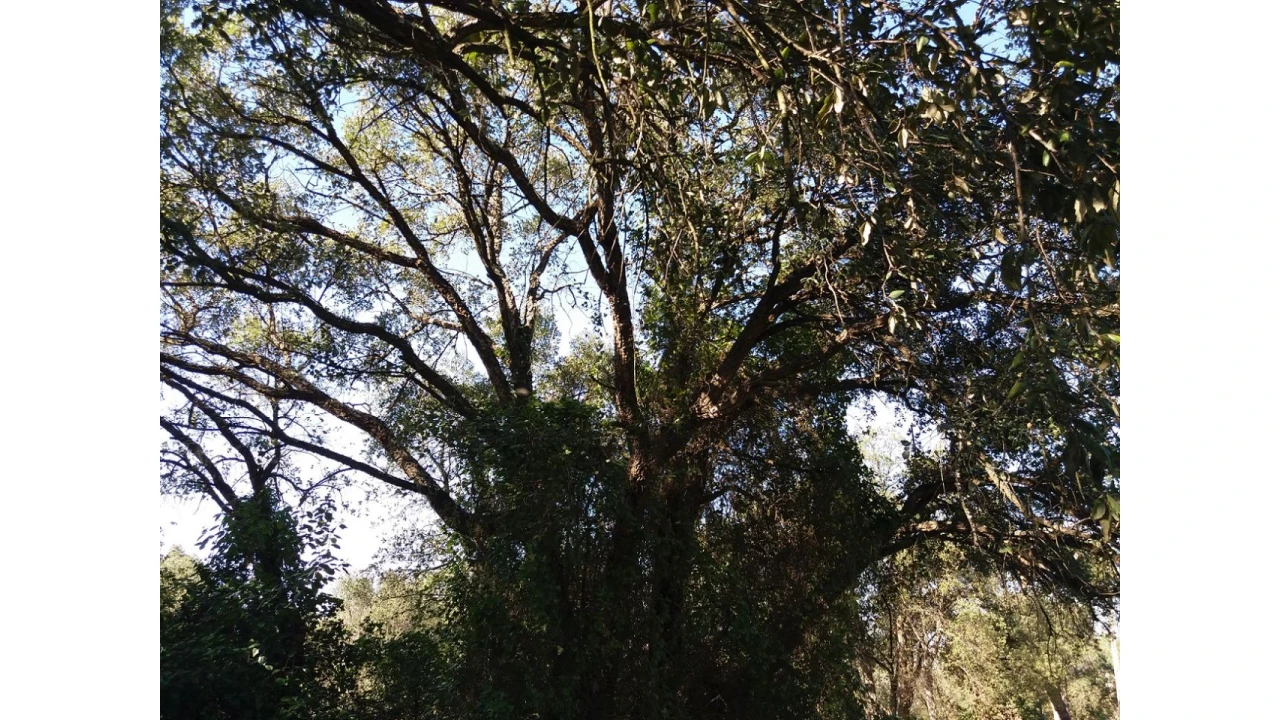 Terreno para Venda em Santa Margarida da Coutada Foto 7