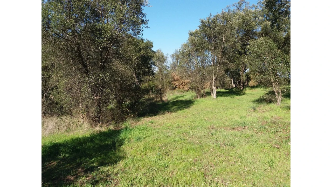 Terreno para Venda em Santa Margarida da Coutada Foto 10