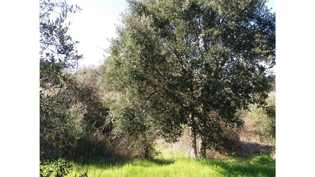 Terreno para Venda em Santa Margarida da Coutada Foto 12