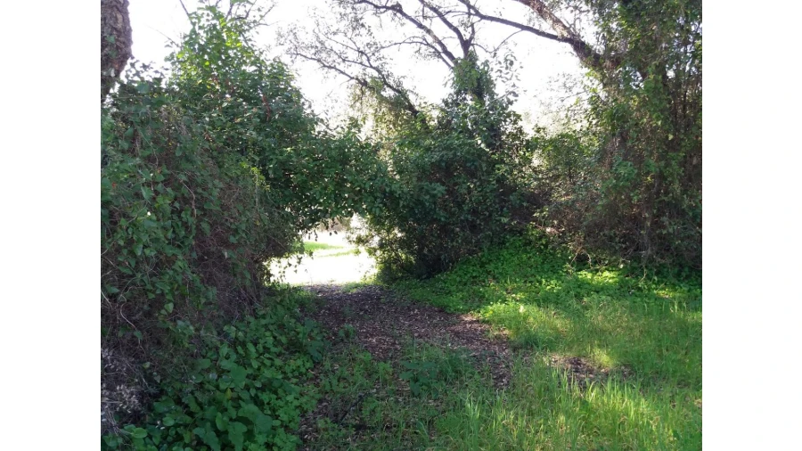 Terreno para Venda em Santa Margarida da Coutada Foto 2