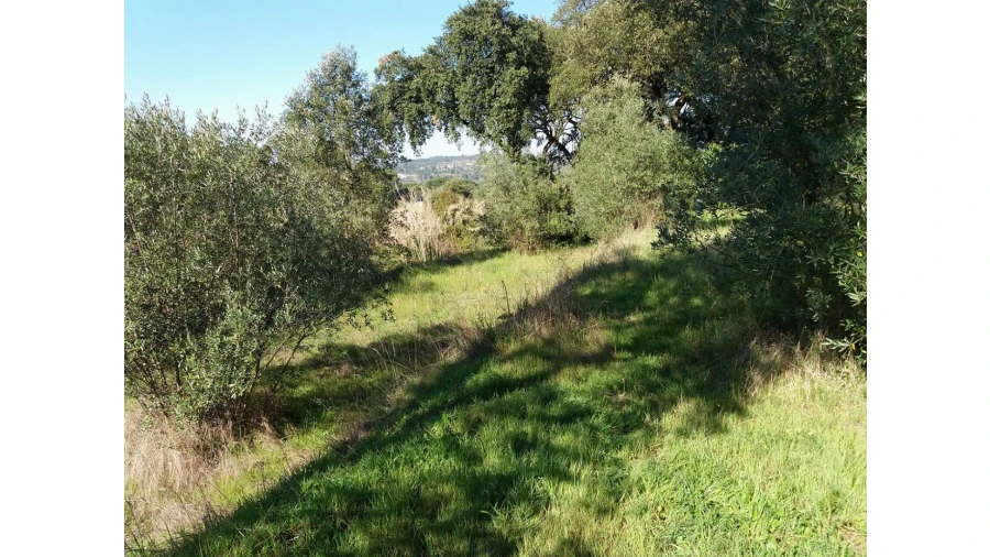Terreno para Venda em Santa Margarida da Coutada Foto 4