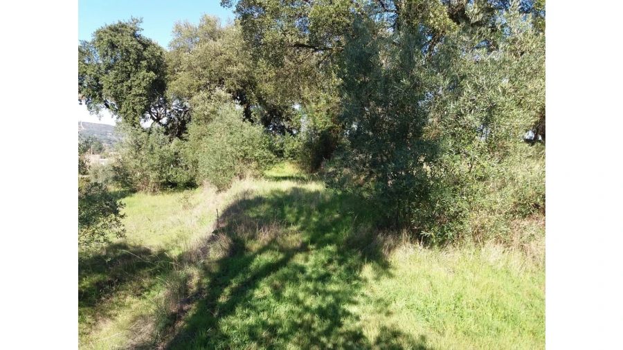 Terreno para Venda em Santa Margarida da Coutada Foto 5