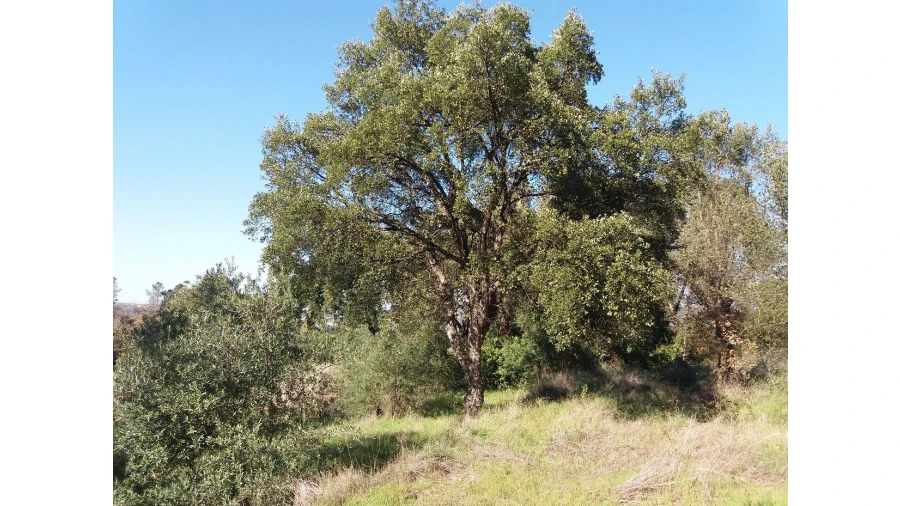 Terreno para Venda em Santa Margarida da Coutada Foto 6