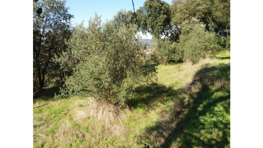 Terreno para Venda em Santa Margarida da Coutada Foto 8