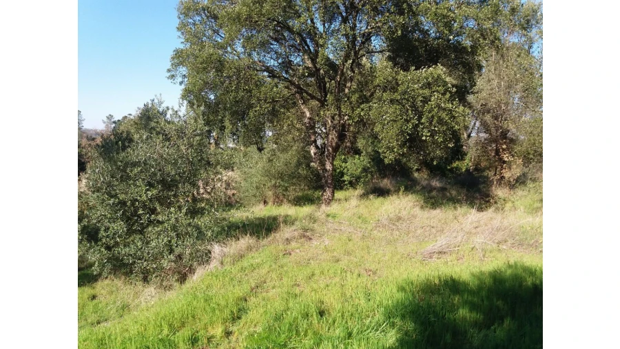 Terreno para Venda em Santa Margarida da Coutada Foto 9