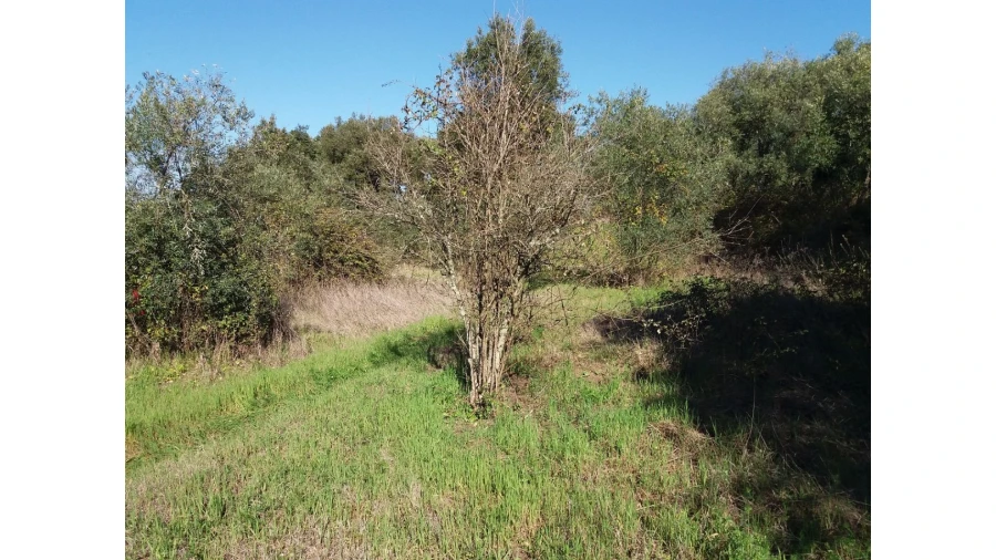 Terreno para Venda em Santa Margarida da Coutada Foto 15