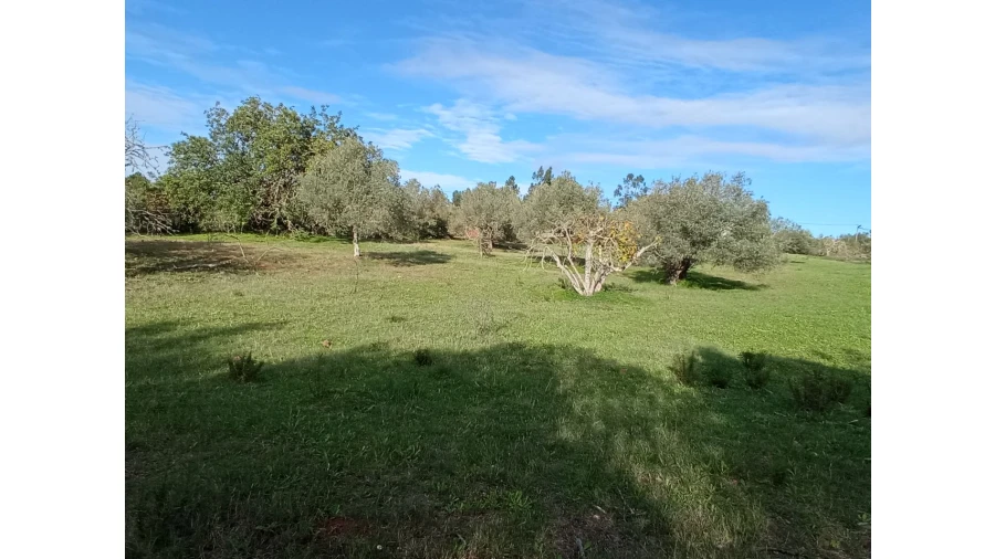 Terreno P/ Prédio para Venda em Sarnadas Foto 3