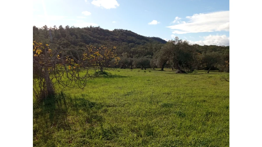 Terreno P/ Prédio para Venda em Sarnadas Foto 6
