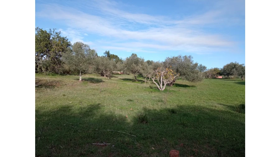 Terreno P/ Prédio para Venda em Sarnadas Foto 2