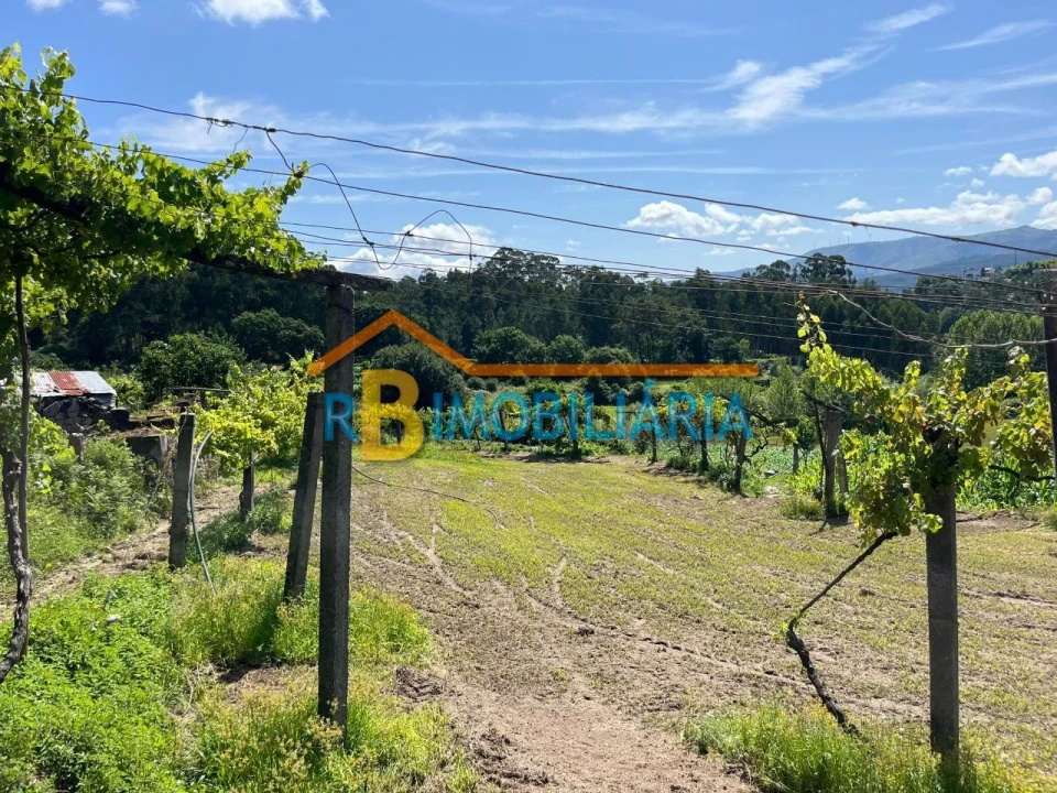 Quinta T1 para Venda em Ribeira Foto 1