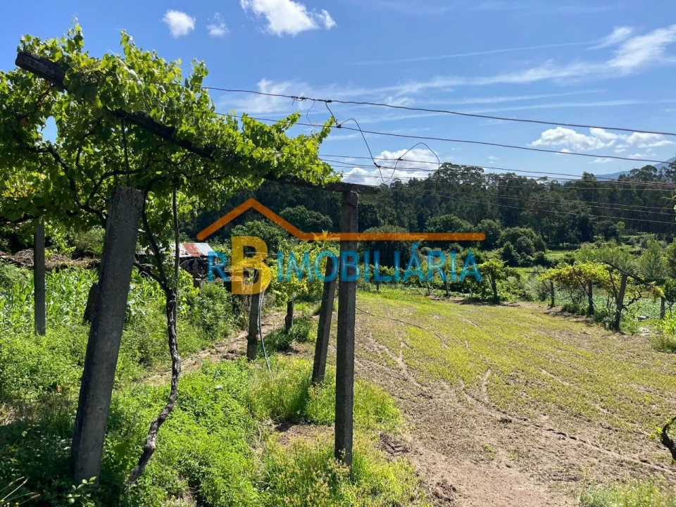 Quinta T1 para Venda em Ribeira Foto 4