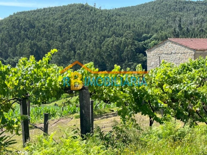 Quinta T1 para Venda em Ribeira Foto 2