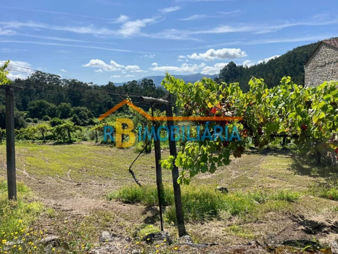 Quinta T1 para Venda em Ribeira Foto 8