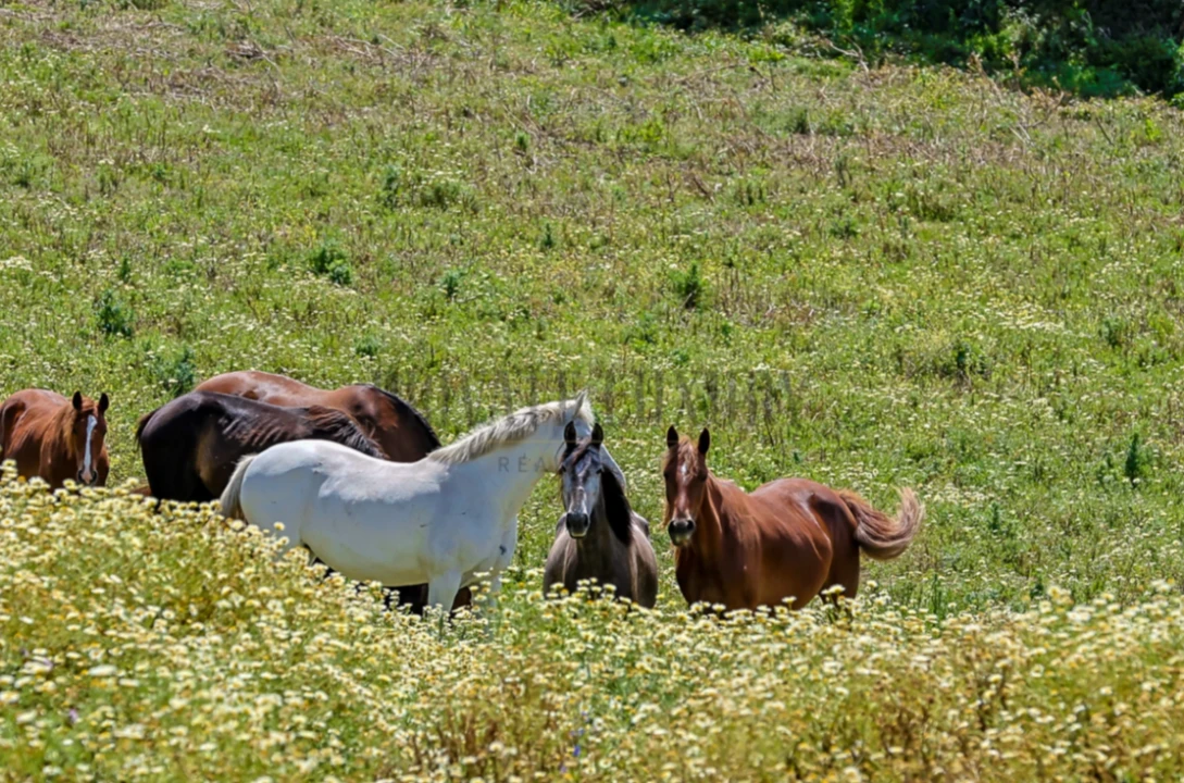 Quinta T5 para Arrendamento em Murfacem Foto 20