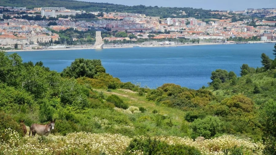 Quinta T5 para Arrendamento em Murfacem Foto 8