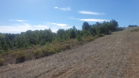Terreno para Venda em Alfarim
