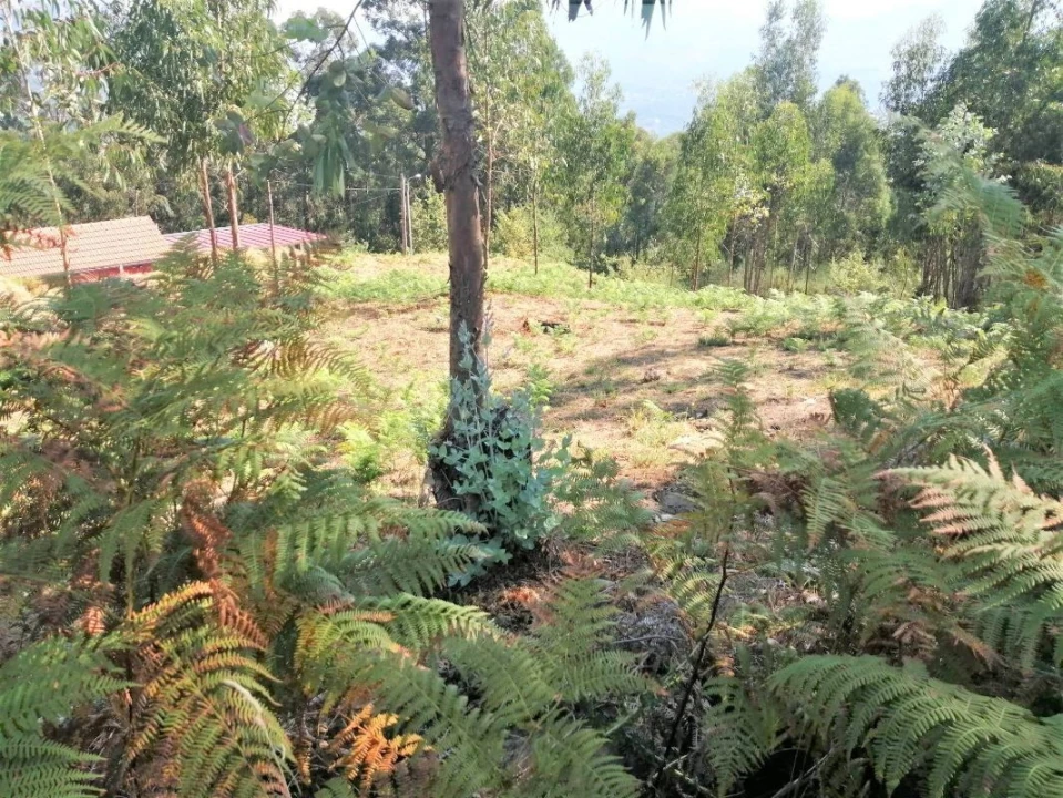 Terreno para Venda em Arcos de Valdevez Foto 6