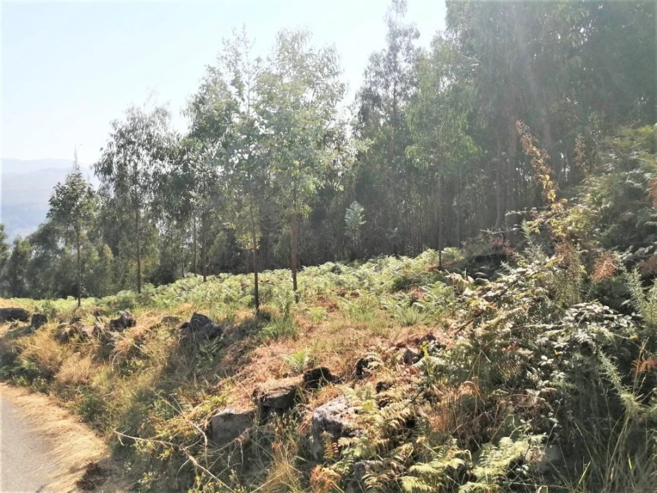 Terreno para Venda em Arcos de Valdevez Foto 8