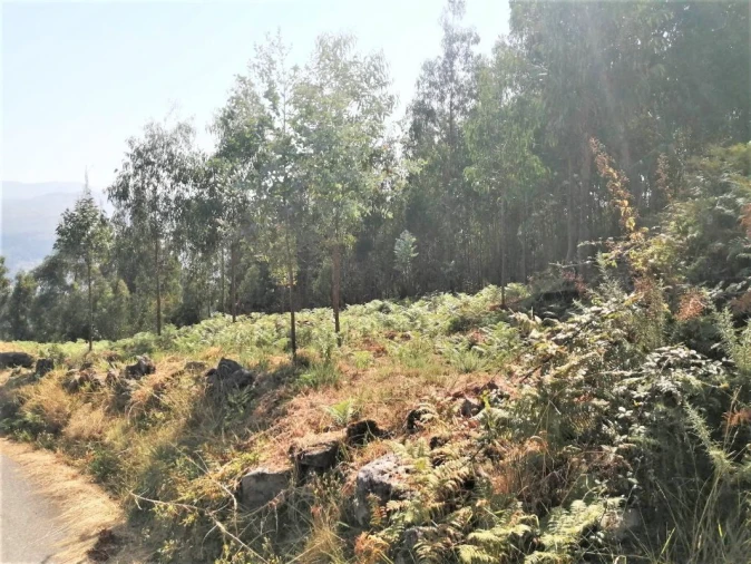 Terreno para Venda em Arcos de Valdevez Foto 8