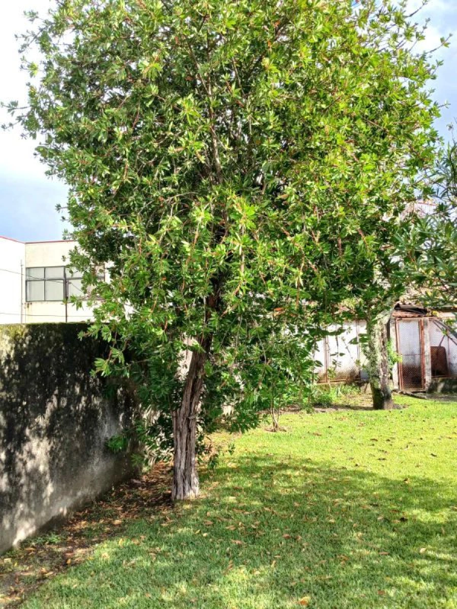 Moradia T4 para Venda em Arcos de Valdevez Foto 15