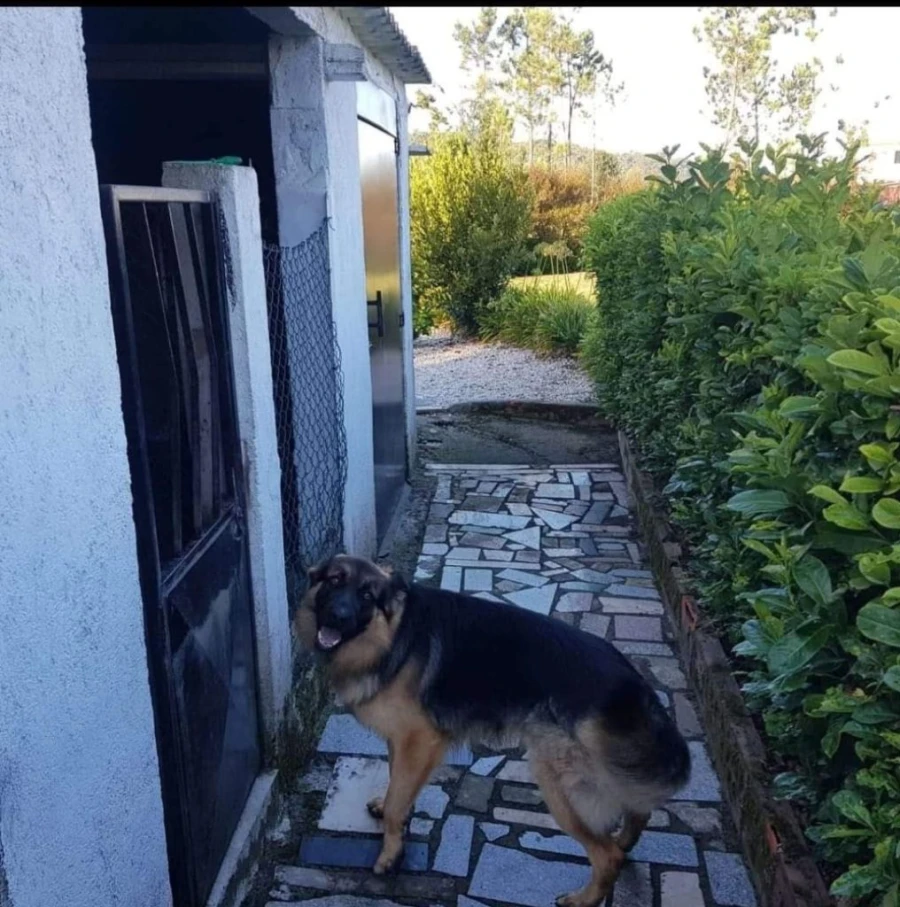 Moradia T3 para Venda em Fragoso Foto 15