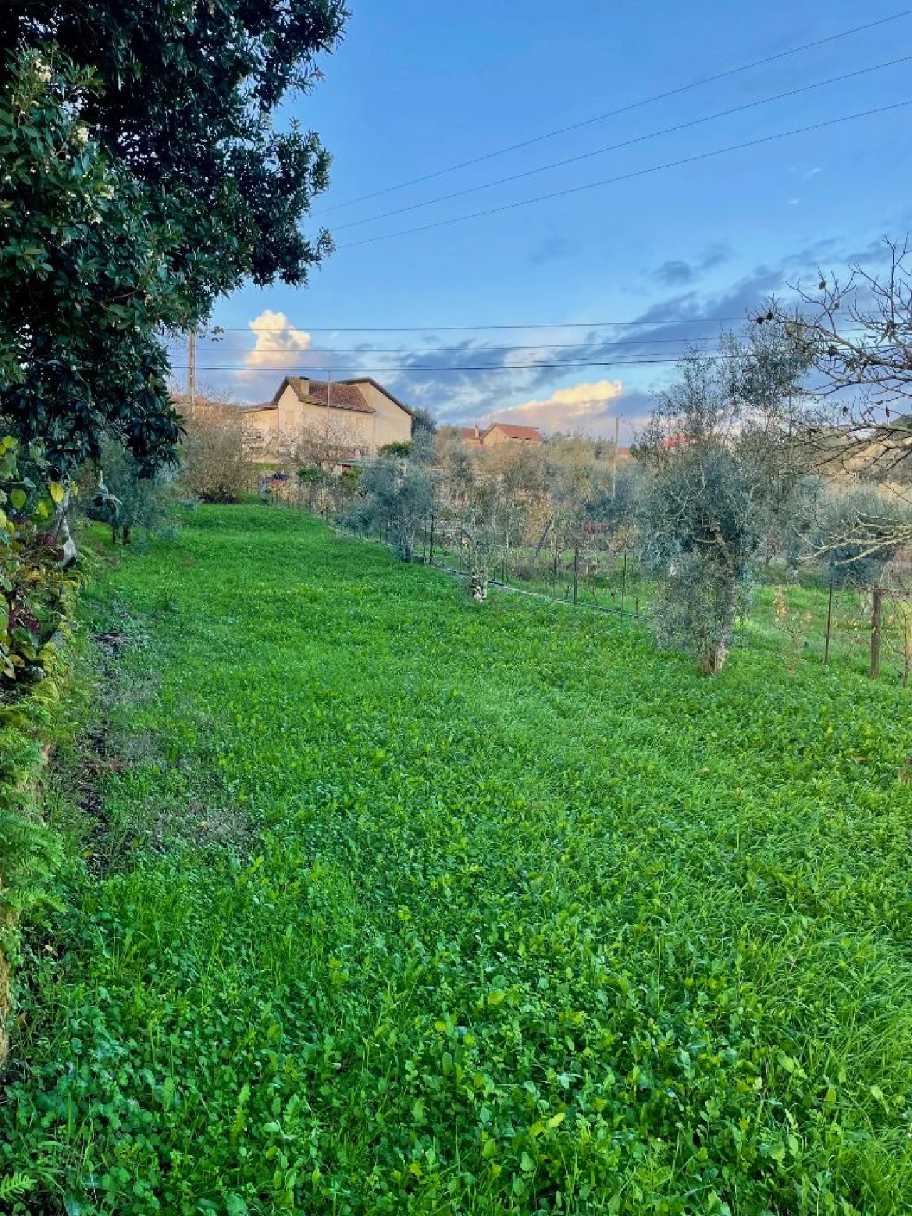 Terreno Misto para Venda em Tondela Foto 6